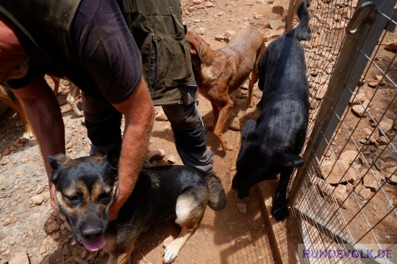 Hunde bei Fino Animal Rescue