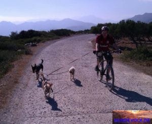 Fahrrad-Tour mit Hunden.