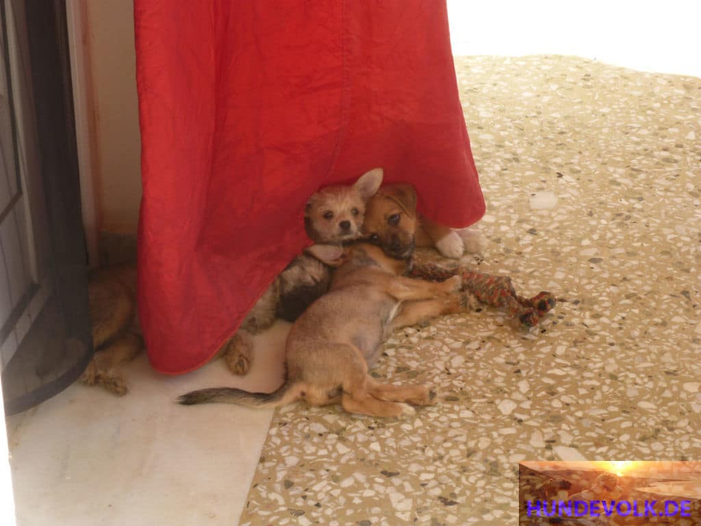 Malia Stray Puppies'